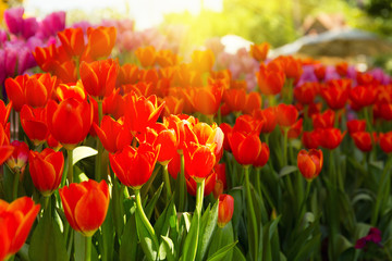Tulip flower in garden and sunlight.