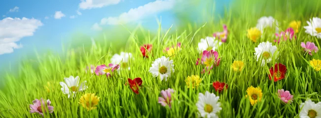 Photo sur Plexiglas Marguerites Spring flower in the meadow