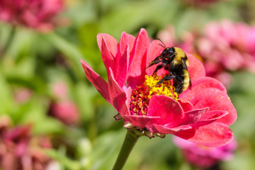 A bumblebee licking pollen off its legs on a zinnia