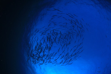 Barracuda fish sea ocean