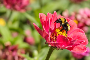 A bumblebee rising up on its hind legs on a zinnia