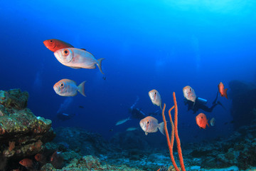 Fototapeta na wymiar Scuba diving coral reef and fish in ocean