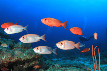 Scuba diving coral reef and fish in ocean