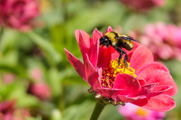 A bumblebee rising up on its hind legs on a zinnia flower
