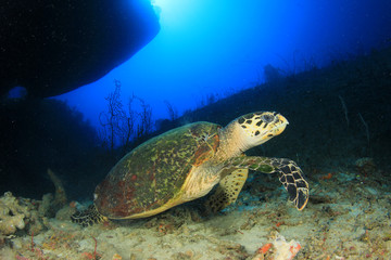 Naklejka premium Hawksbill Sea Turtle