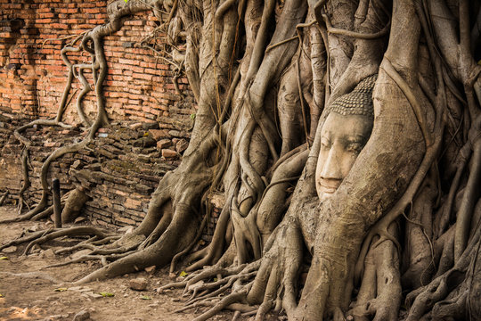 Buddha Head Tree Wat Maha That (Ayutthaya). buddha statue trapped in Bodhi Tree roots. Ayutthaya historical park