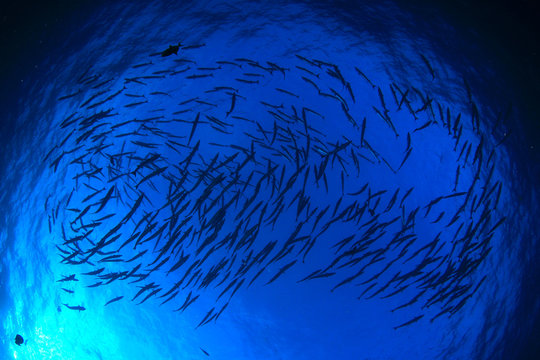 Barracuda fish sea ocean