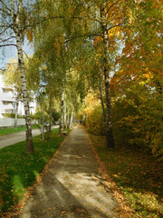 Birkenallee im Herbst