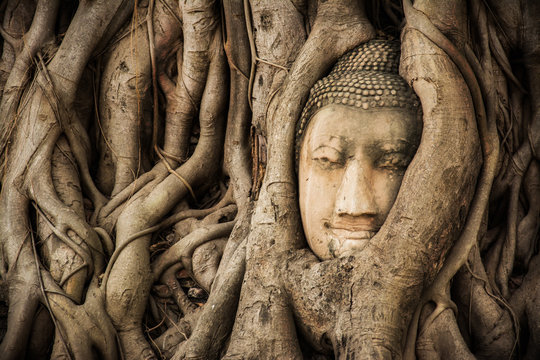 Buddha Head Tree Wat Maha That (Ayutthaya). buddha statue trapped in Bodhi Tree roots. Ayutthaya historical park