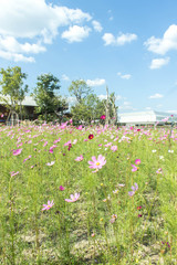 cosmos flower in my garden very beautiful