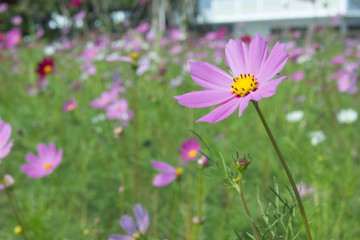 Fototapeta premium flowers