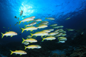 Naklejka na ściany i meble Coral reef and fish in underwater ocean