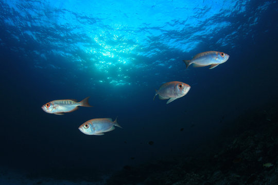 Snapper fish school underwater