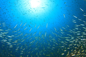 Fototapeta na wymiar Snapper fish school underwater