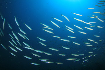 Fototapeta na wymiar Fish school underwater. Barracuda fish in ocean