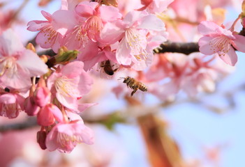 ミツバチと河津桜