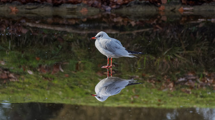 Mouette marchant sur un lac gelé