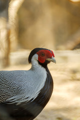 Closeup Siamese Fireback.