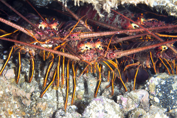 Group of lobsters under ledge