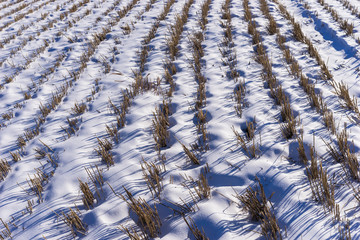 Straw stubble in winter