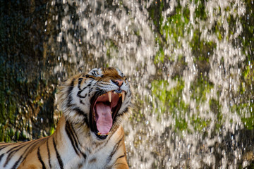 The tiger yawn. - Powered by Adobe
