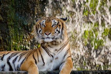 Tiger looking something.