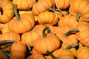 Kürbisse