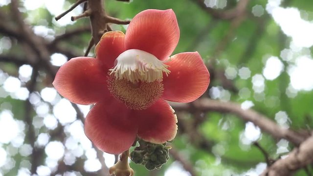close up of colorful cannonball tree flowers growing on a tree