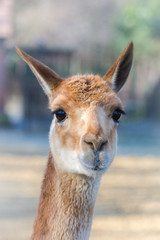     Vicuna, Vicugna vicugna, head 