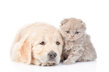 Sad golden retriever puppy and tiny kitten lying together. isolated on white background