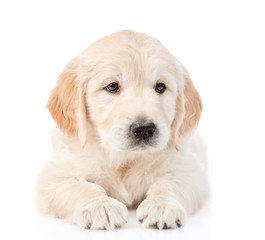 Obraz premium Golden Retriever puppy lying in front view. isolated on white background