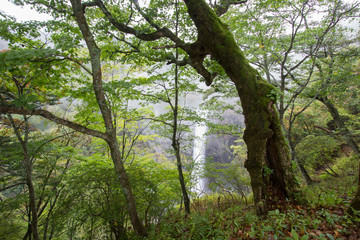 Kegon Falls in the mist,Nikko National Park near the city of Nikko,Tochigi Japan.  ผาหน้าผาเขาหินการตกการร่วงการหลุดการหล่นคะมำตกต่ำลงถูกโค่นล้มธาตุลมพลัดพินาศร่วงหล่นลงลงเม็ดลดลดลงลมล้มล้มคว่ำล้มคะมำ