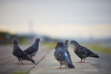 pigeon