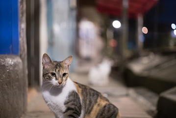 Naklejka na ściany i meble gato en la calle