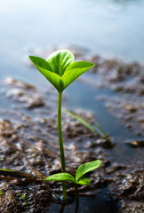 Sprouting Green