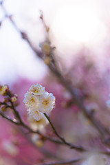 Japanease White Plum,in Showa Kinen Park,Tokyo,Japan