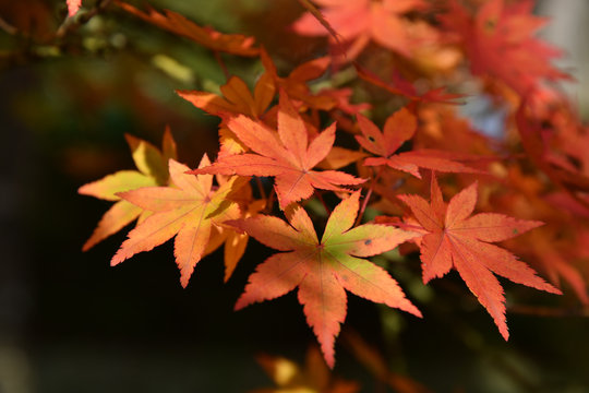 秋を彩る紅葉