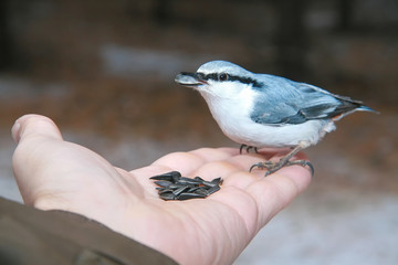 the bird pecks seeds from the palm closeup