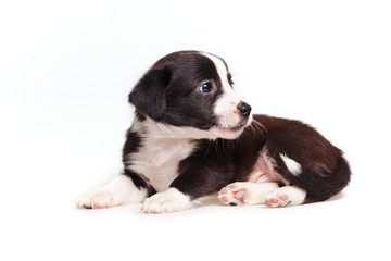 Cute not purebred puppy looked back. Pets need our support and care. The owner search