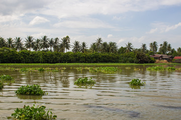 Countryside along Tha Chin river(Maenam Tha Chin),Nakhon Pathom,Thailand Coconut trees along Tha...