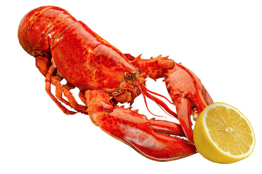 boiled lobster isolated on white background