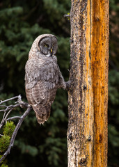 Great Grey Owl on small tree branch