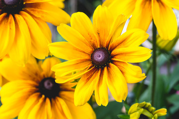 Close-up yellow flowers