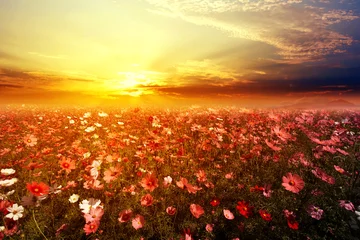 Photo sur Aluminium brossé Printemps Landscape nature background of beautiful pink and red cosmos flower field with sunset. vintage color tone