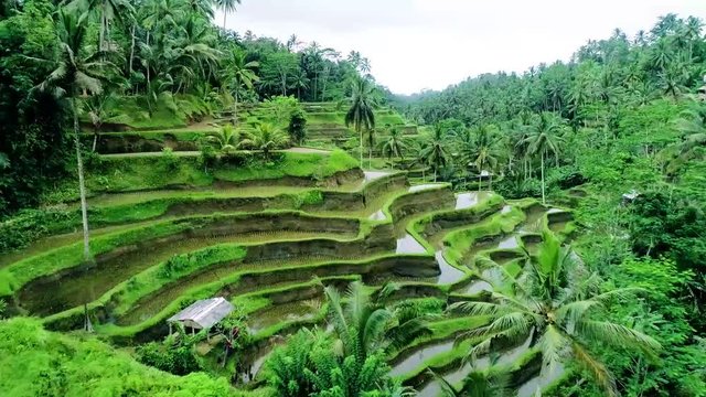 Flying over the rice fields of Bali
