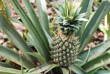 Fototapeta premium Pineapple tree.