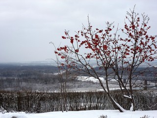 Зимний пейзаж с рябиной