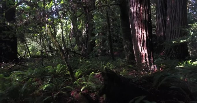 Backwords Inside Redwood, Aerial, 4K, 9s, 9of50, Forest Trees, Northern California Tallest Trees In The World, Sun Flare, Hyperion Tree,  World Record, Stock Video Sale - Drone Discoveries Llc.,