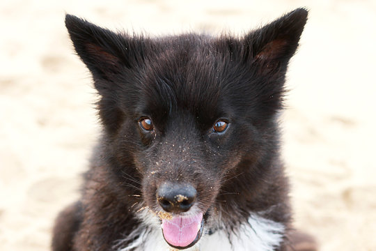 Large Black Dog Close Up Sandy, Happy Face At The Beach - Powered by Adobe