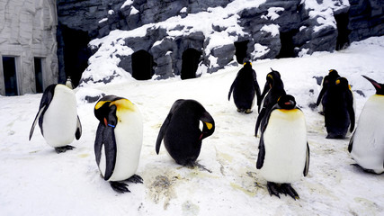 Penquin animal stand and sleep in winter snow